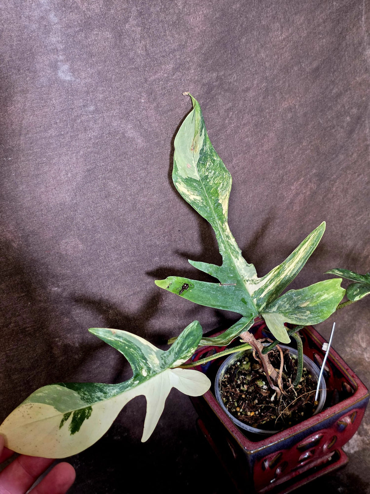 Variegated Philodendron Florida Beauty - Exact Plant - (6-5-45)