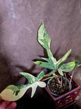 Variegated Philodendron Florida Beauty - Exact Plant - (6-5-45)