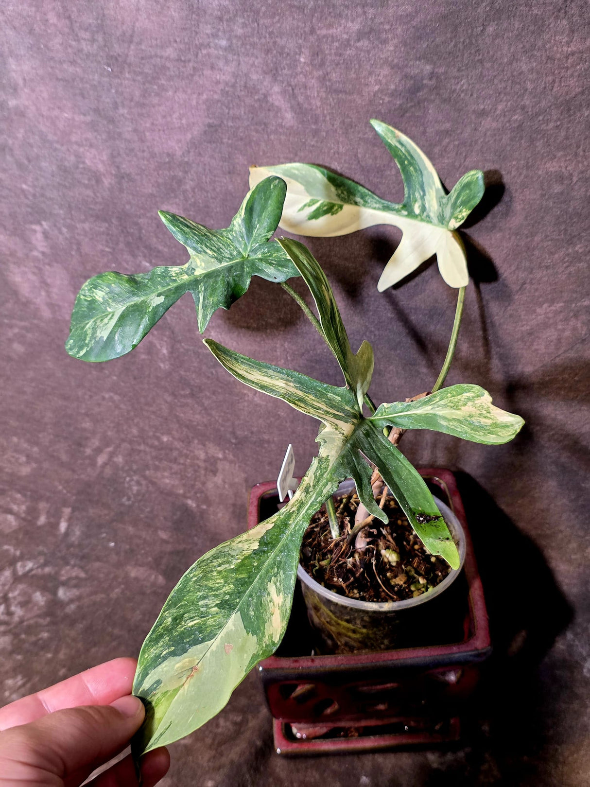 Variegated Philodendron Florida Beauty - Exact Plant - (6-5-45)