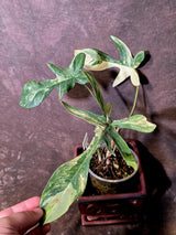 Variegated Philodendron Florida Beauty - Exact Plant - (6-5-45)
