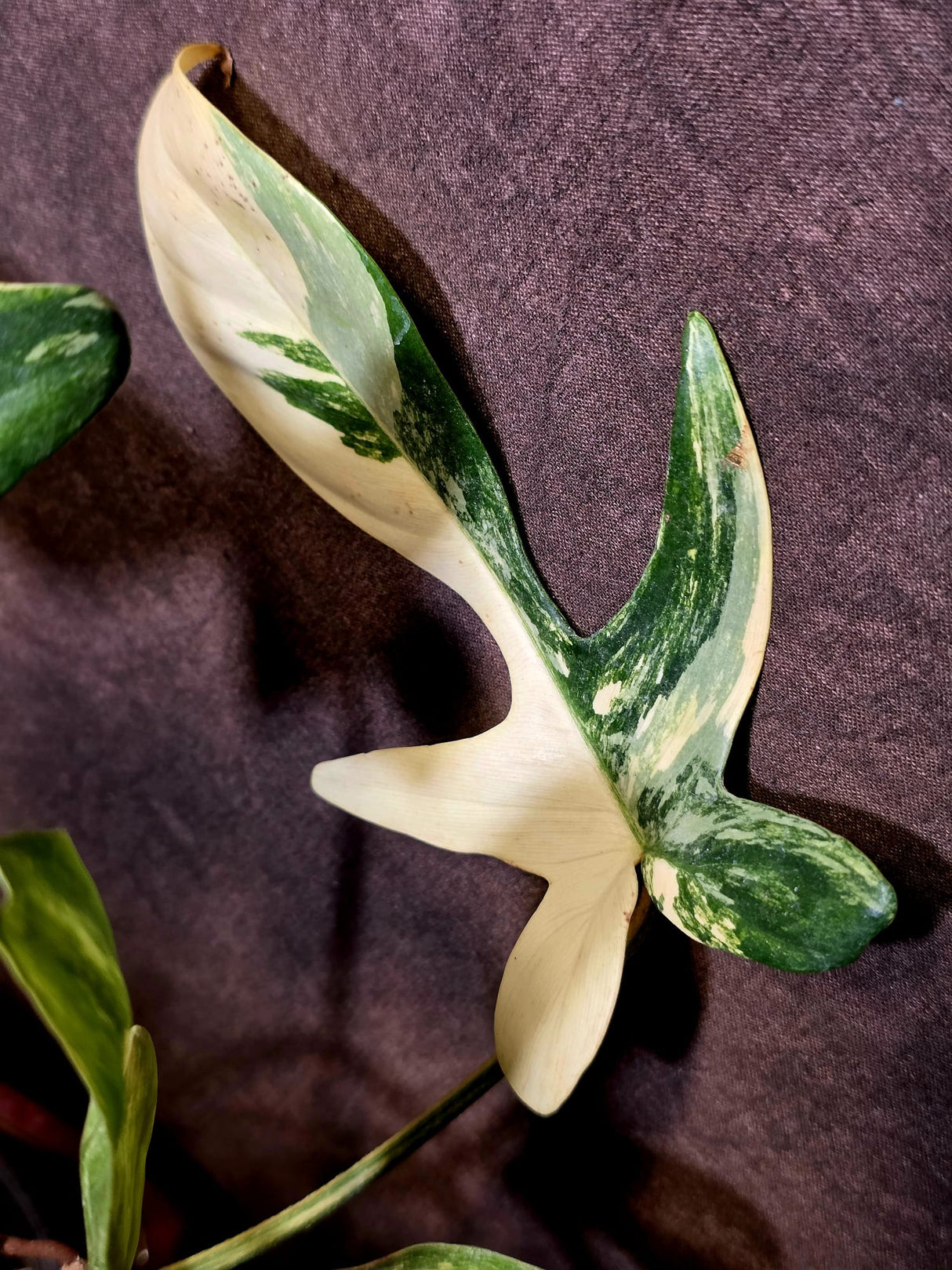Variegated Philodendron Florida Beauty - Exact Plant - (6-5-45)