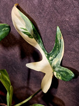 Variegated Philodendron Florida Beauty - Exact Plant - (6-5-45)