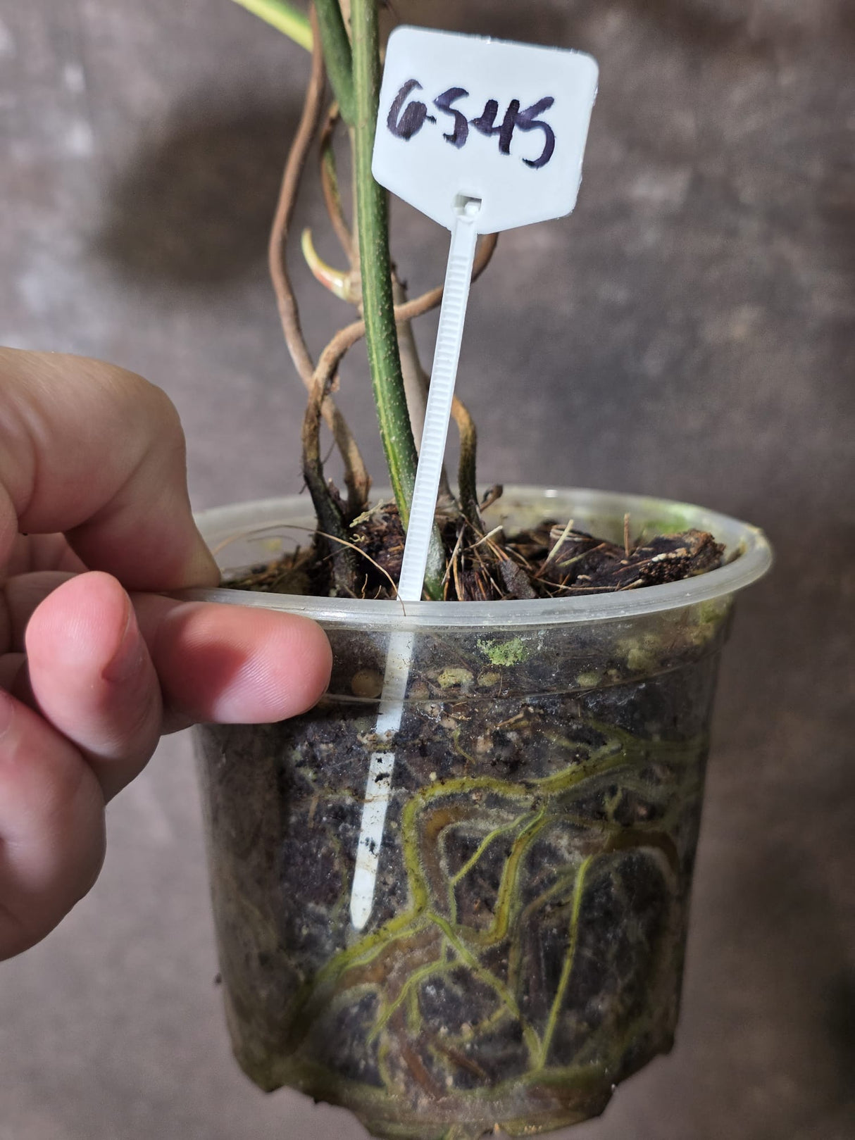Variegated Philodendron Florida Beauty - Exact Plant - (6-5-45)