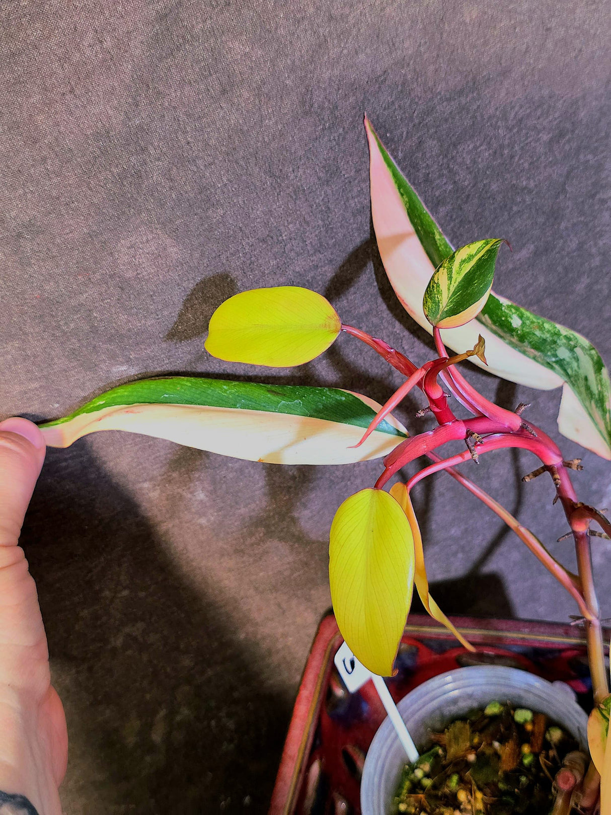Variegated Philodendron Strawberry Shake - EXACT Plant - (6-5-11)