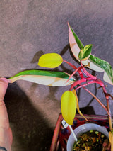 Variegated Philodendron Strawberry Shake - EXACT Plant - (6-5-11)