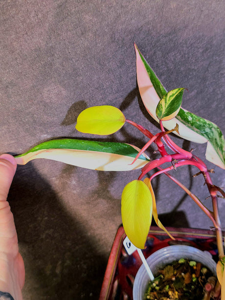 Variegated Philodendron Strawberry Shake - EXACT Plant - (6-5-11)