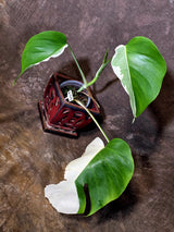 Variegated Monstera Albo - Rare White Monstera Borsigiana (6-5-13)