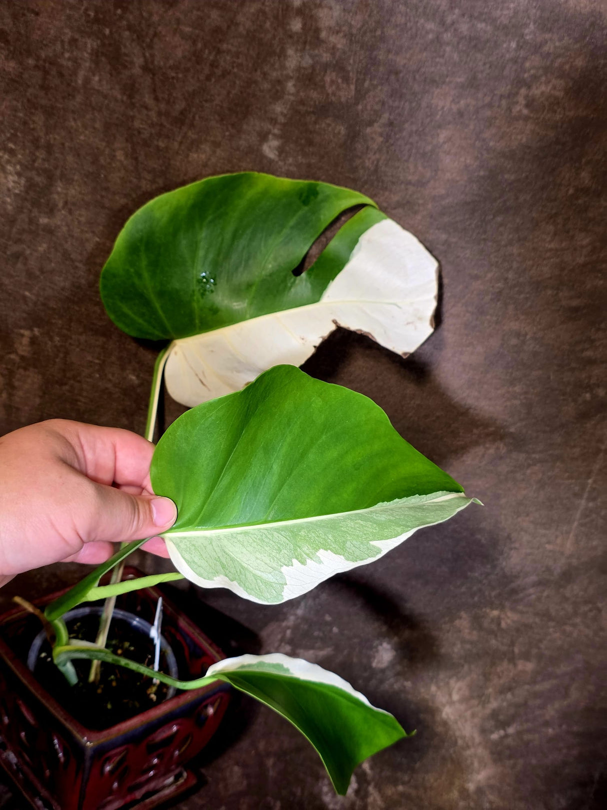 Variegated Monstera Albo - Rare White Monstera Borsigiana (6-5-13)