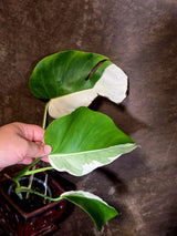 Variegated Monstera Albo - Rare White Monstera Borsigiana (6-5-13)