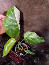 Variegated Monstera Albo - Rare White Monstera Borsigiana (6-5-15)