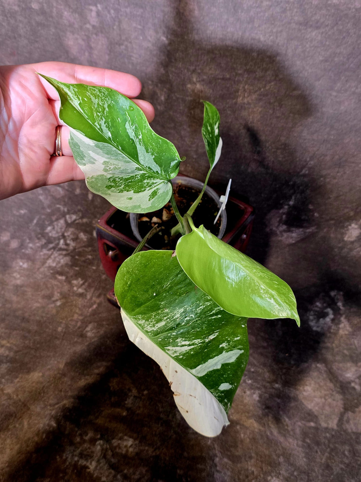 Variegated Monstera Albo - Rare White Monstera Borsigiana (6-5-15)