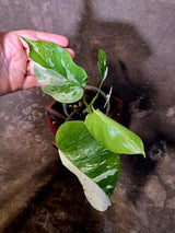 Variegated Monstera Albo - Rare White Monstera Borsigiana (6-5-15)