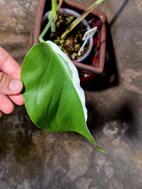 Variegated Monstera Albo - Rare White Monstera Borsigiana (6-5-13)