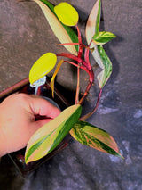 Variegated Philodendron Strawberry Shake - EXACT Plant - (6-5-11)