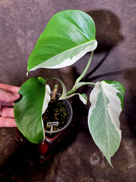 Variegated Monstera Albo - Rare White Monstera Borsigiana (6-5-14)
