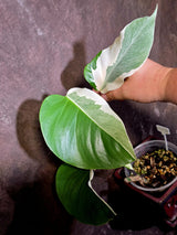 Variegated Monstera Albo - Rare White Monstera Borsigiana (6-5-14)