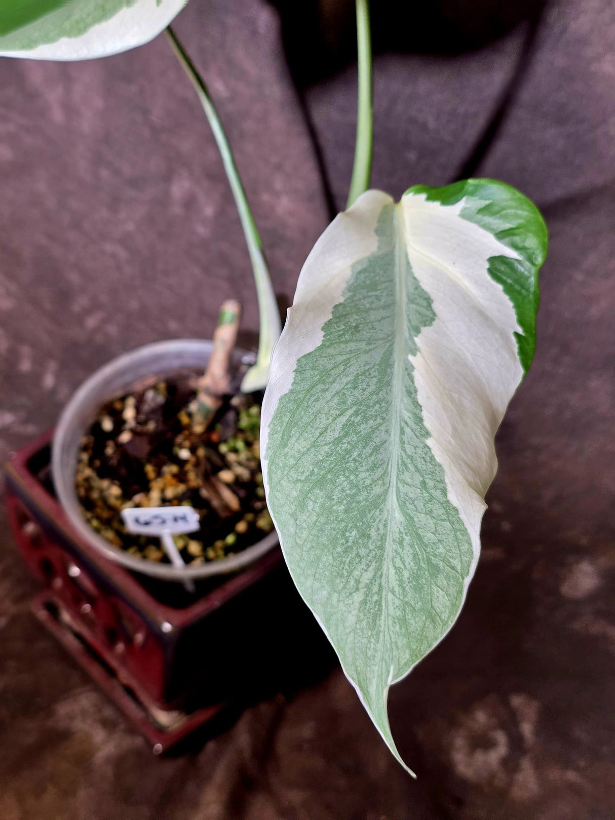 Variegated Monstera Albo - Rare White Monstera Borsigiana (6-5-14)