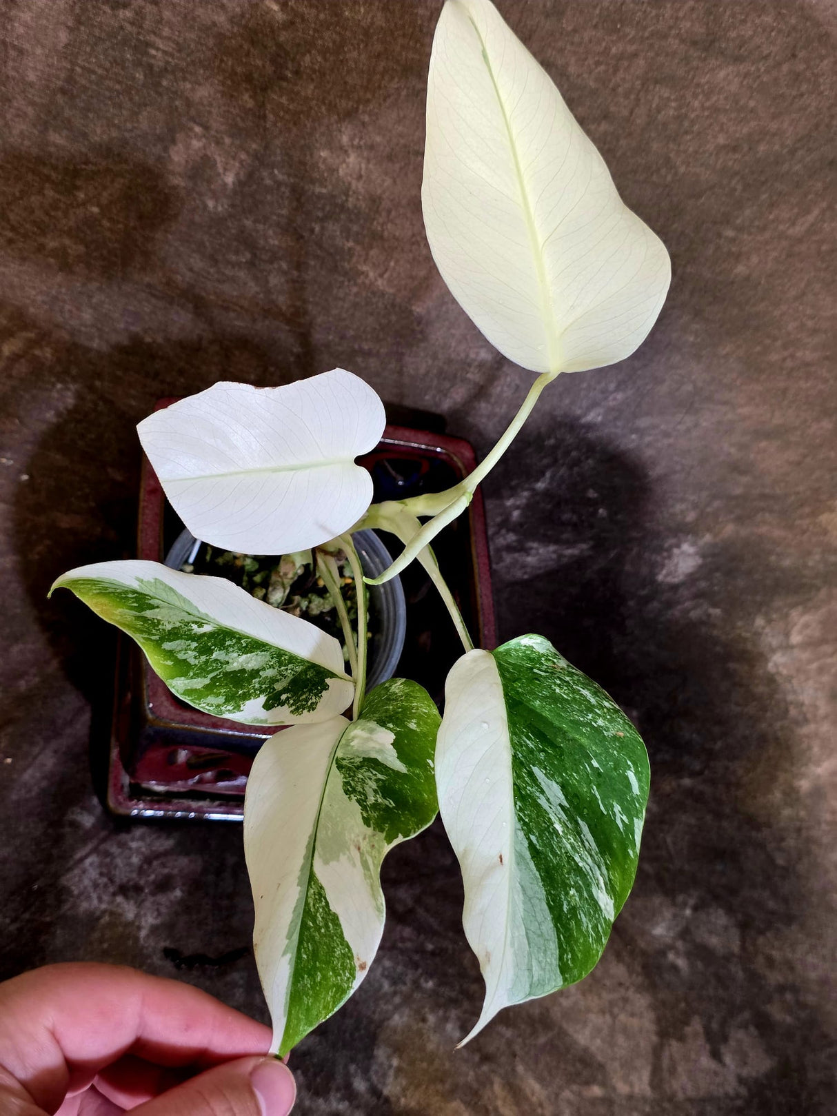 Variegated Monstera Albo - Rare White Monstera Borsigiana (6-5-16)