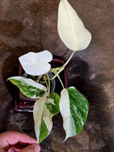 Variegated Monstera Albo - Rare White Monstera Borsigiana (6-5-16)