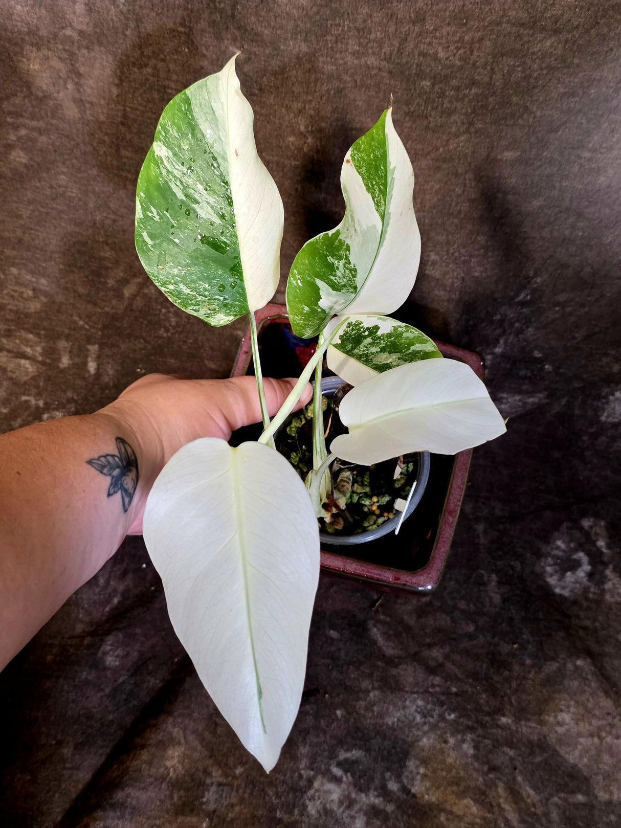 Variegated Monstera Albo - Rare White Monstera Borsigiana (6-5-16)