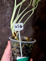 Variegated Monstera Albo - Rare White Monstera Borsigiana (6-5-16)