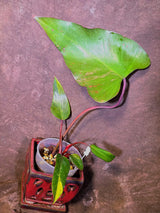 Variegated Philodendron Strawberry Shake - EXACT Plant - (6-5-17)