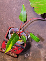 Variegated Philodendron Strawberry Shake - EXACT Plant - (6-5-17)