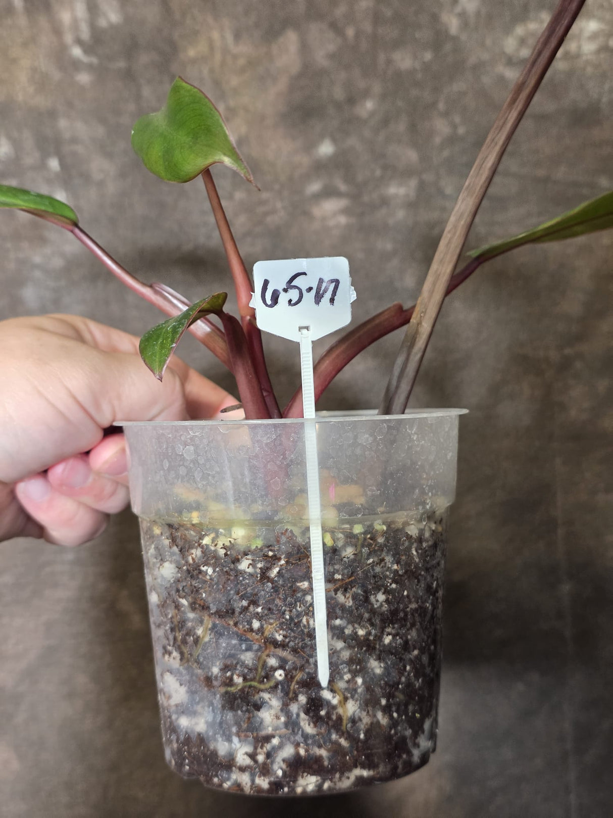 Variegated Philodendron Strawberry Shake - EXACT Plant - (6-5-17)