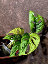 Variegated Monstera Adansonii Albo - Swiss Cheese Plant - (6-5-18)
