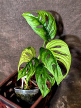 Variegated Monstera Adansonii Albo - Swiss Cheese Plant - (6-5-18)
