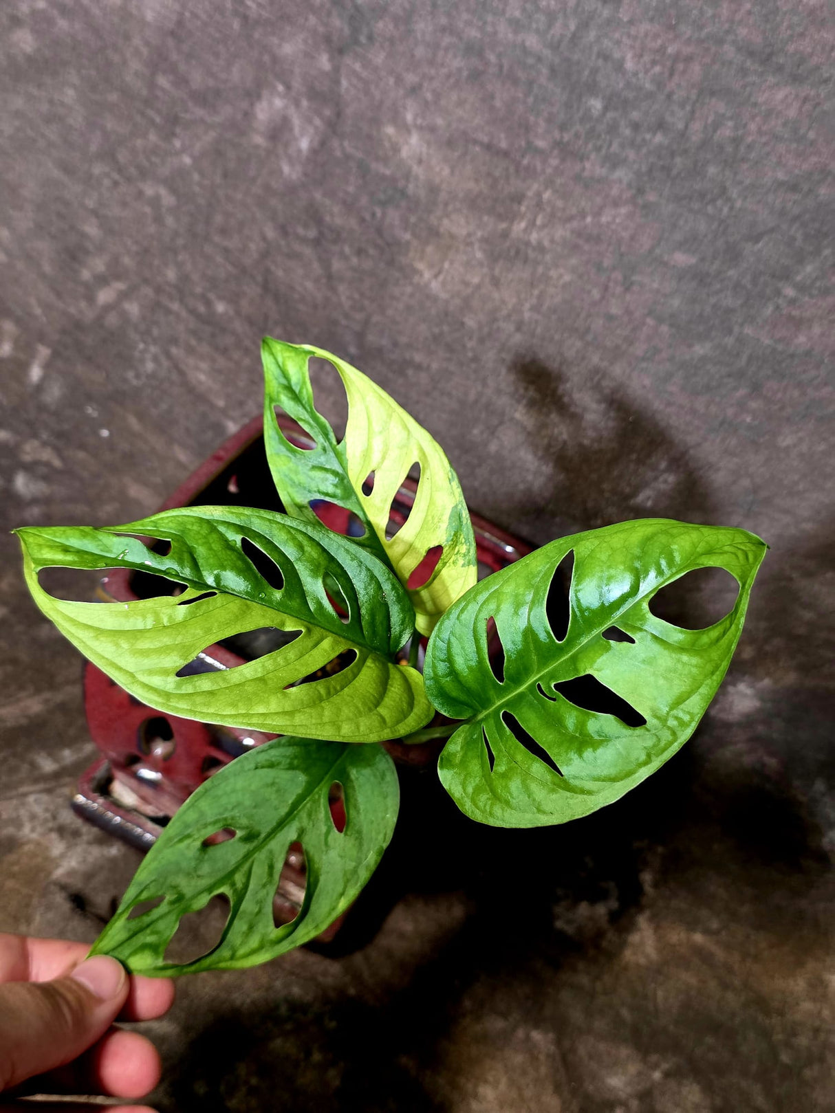 Variegated Monstera Adansonii Albo - Swiss Cheese Plant - (6-5-18)