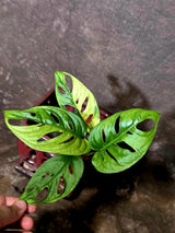 Variegated Monstera Adansonii Albo - Swiss Cheese Plant - (6-5-18)