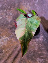 Variegated Philodendron Strawberry Shake Live Plant - EXACT Plant - (6-5-19)