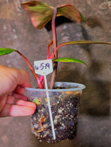 Variegated Philodendron Strawberry Shake Live Plant - EXACT Plant - (6-5-19)