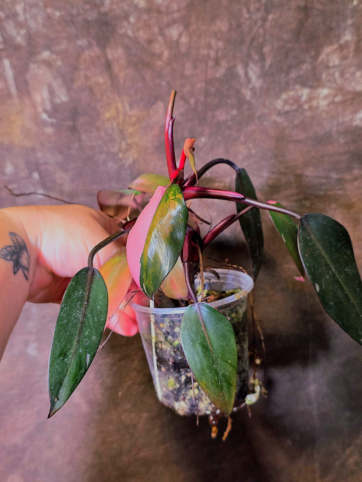 Variegated Philodendron White Princess Tricolor - Exact Plant - (6-5-28)