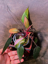 Variegated Philodendron White Princess Tricolor - Exact Plant - (6-5-28)