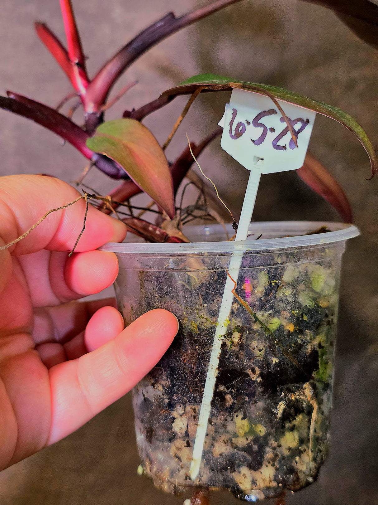 Variegated Philodendron White Princess Tricolor - Exact Plant - (6-5-28)