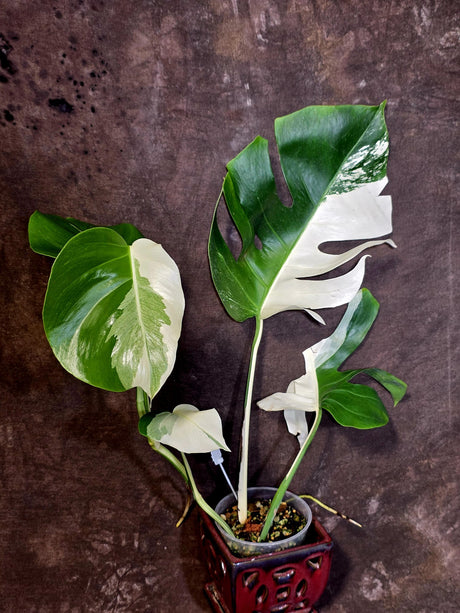 Variegated Monstera Albo - Rare White Monstera Borsigiana (6-5-1)