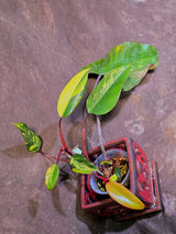 Variegated Philodendron Strawberry Shake Live Plant - EXACT Plant - (6-5-2)