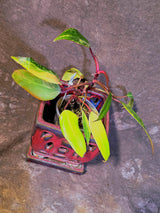 Variegated Philodendron Strawberry Shake Live Plant - EXACT Plant - (6-5-3)