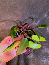 Variegated Philodendron Strawberry Shake Live Plant - EXACT Plant - (6-5-3)