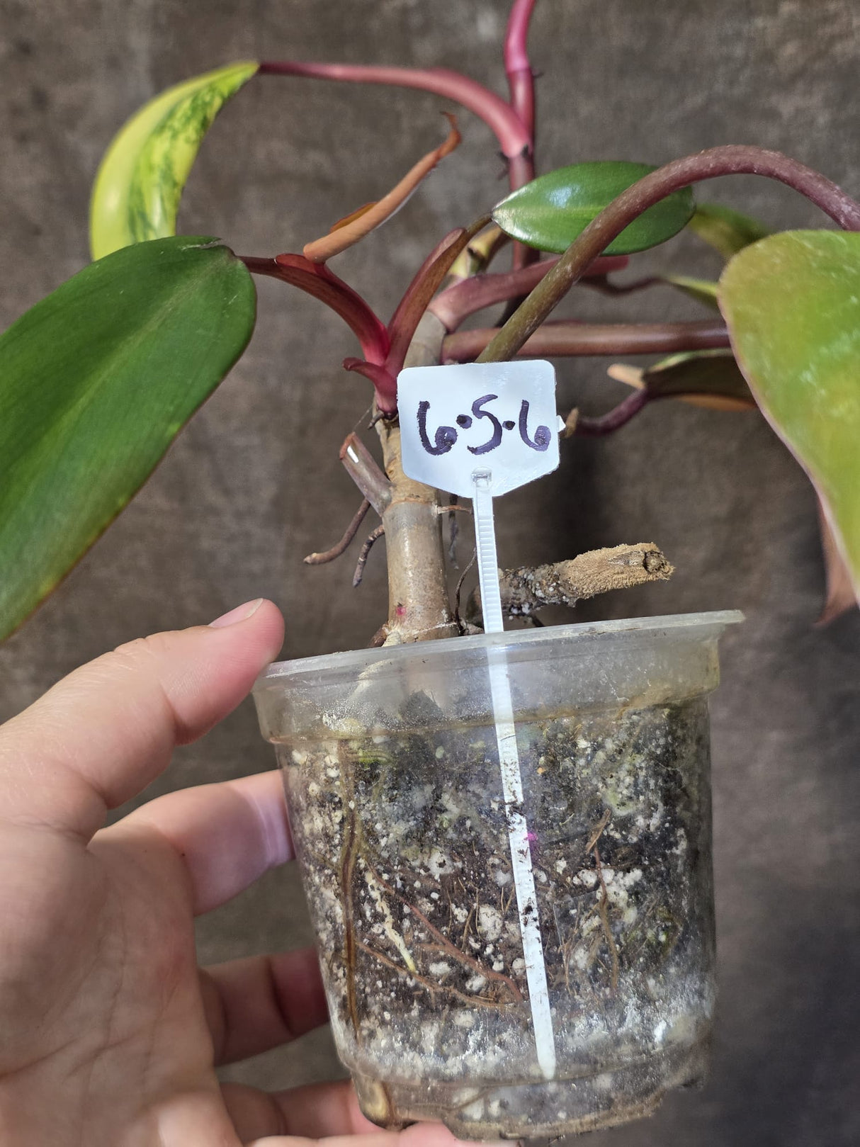 Variegated Philodendron Strawberry Shake Live Plant - EXACT Plant - (6-5-6)