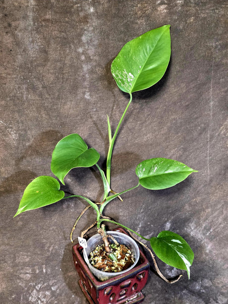 Variegated Monstera Albo - Rare White Monstera Borsigiana (6-5-7)