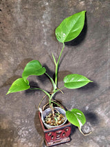 Variegated Monstera Albo - Rare White Monstera Borsigiana (6-5-7)
