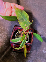 Variegated Philodendron Strawberry Shake Live Plant - EXACT Plant - (6-5-4)