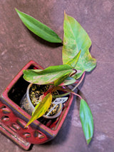 Variegated Philodendron Strawberry Shake Live Plant - EXACT Plant - (6-5-4)