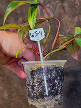 Variegated Philodendron Strawberry Shake Live Plant - EXACT Plant - (6-5-4)