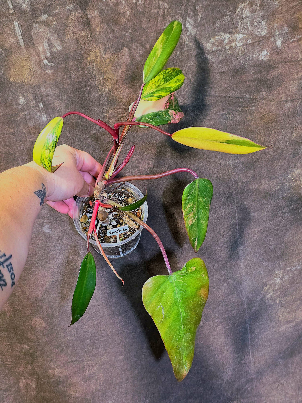 Variegated Philodendron Strawberry Shake Live Plant - EXACT Plant - (6-5-6)