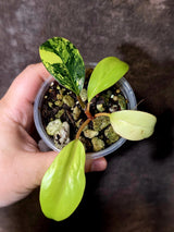 Philodendron Yellow Congo Variegated - EXACT Plant - US Seller (June-09-27)