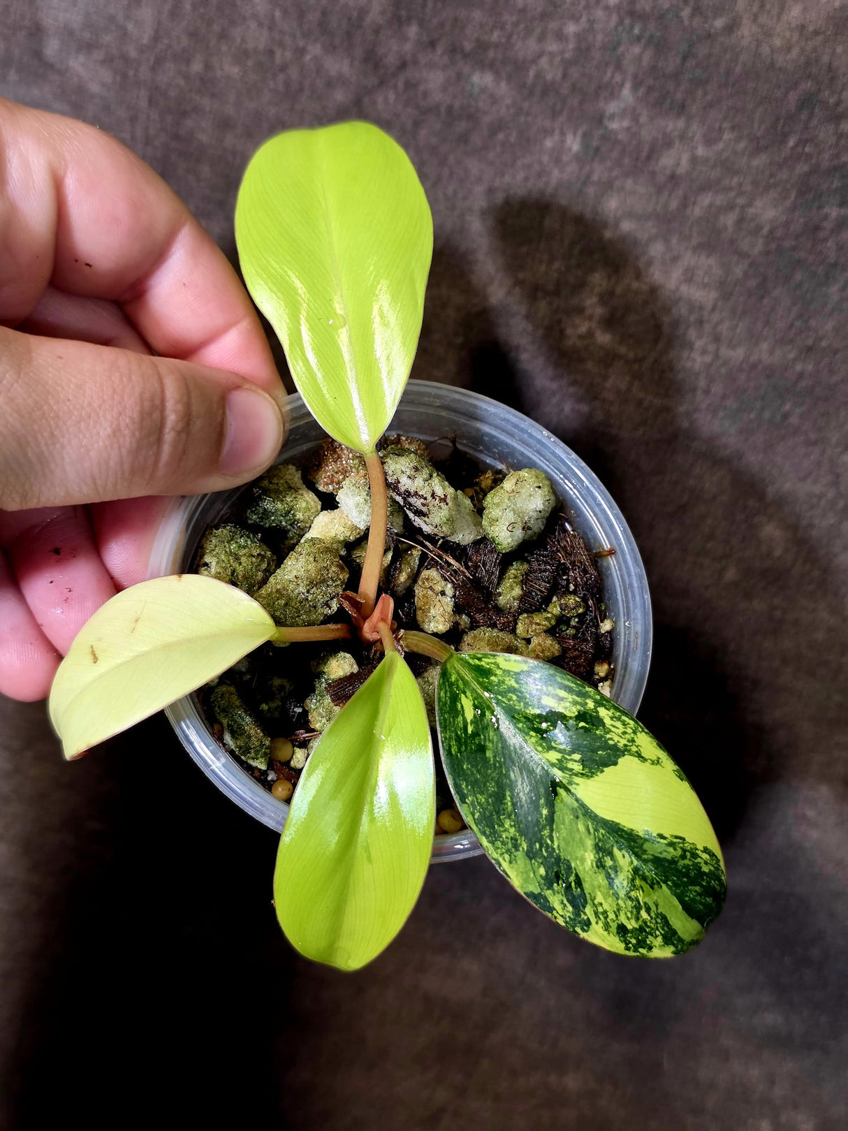 Philodendron Yellow Congo Variegated - EXACT Plant - US Seller (June-09-27)
